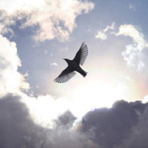 flight