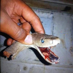 SNAKES!!! 🐍