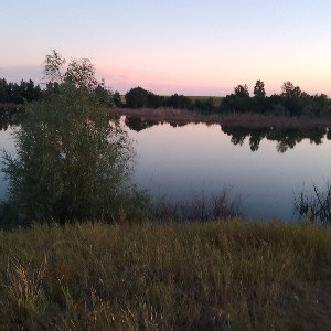 сам