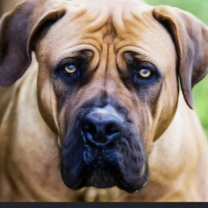 Boerboel status 