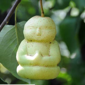 buddha pear says be safe