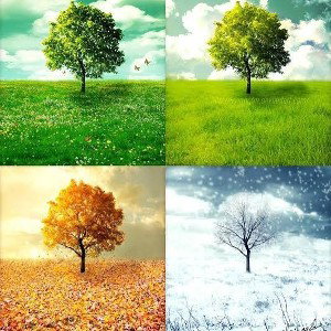 Seasons