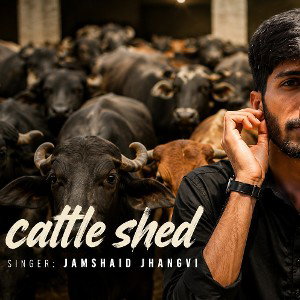 CATTLE SHED 😁