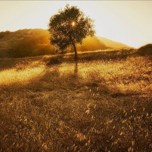 Golden afternoon