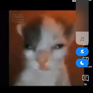 bitch