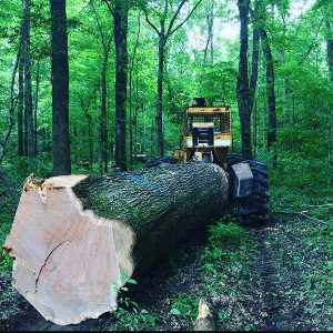 Old Timber Jack 