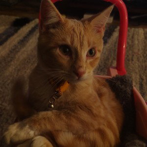 Simba