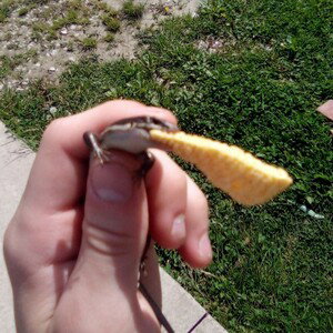 Lizard$ Eating Chip$