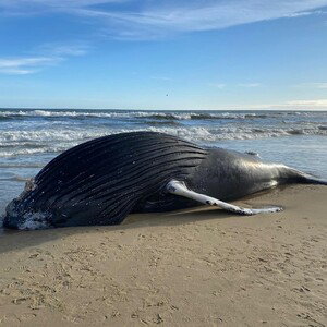 Beached Whale