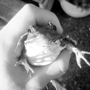 Ro$well Friend