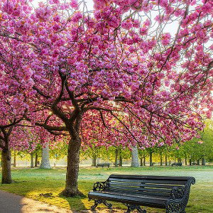 BLOSSOM