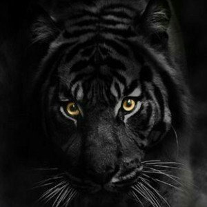 tigre noir🗡♠️