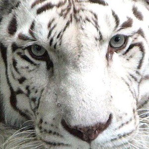 tigre blanc🗡🔥