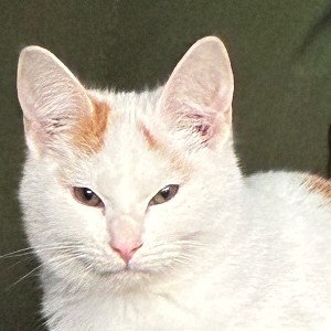 radar radar