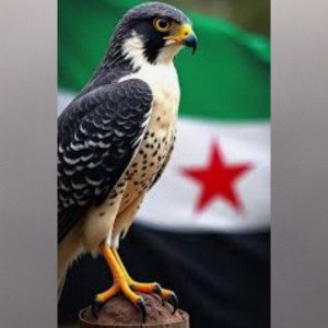 الصقر السوري -  2026-بالشوارع راح النادي