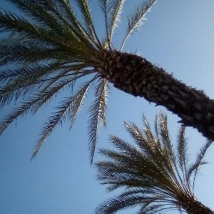 Cali convo