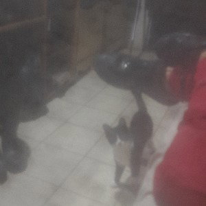 como el gato