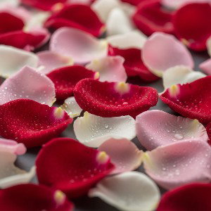 ROSE PETALS 