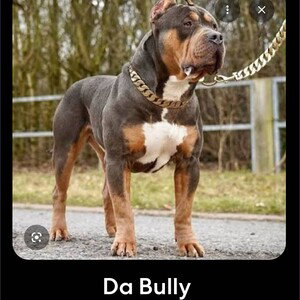 Qda Junky-Da Bully