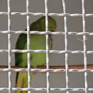 prisonnr4r4v
