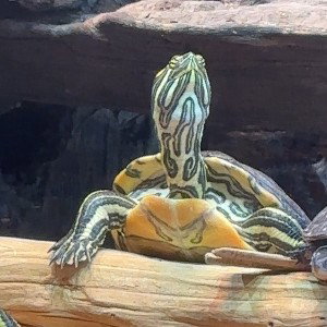 Turtle Dude Flow /Fat Flow 