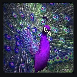 FLOCK MY FEATHERS