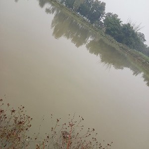 afzal 