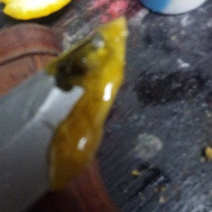 HONEY BEES