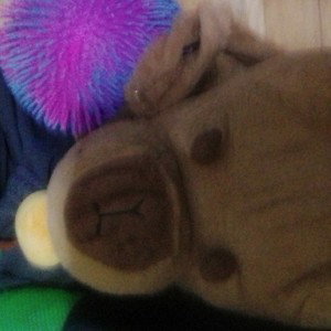 capybara attack