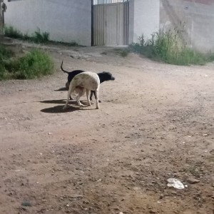 Uma raparinha é bom trê rapariga é boa