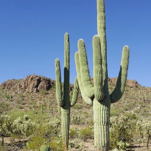Life In Arizona