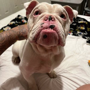 play boi 