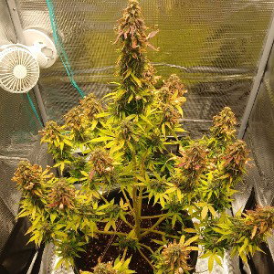 Samingo _Ganja-Waffe_