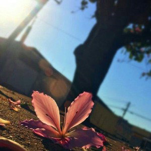I feel my heart is blooming