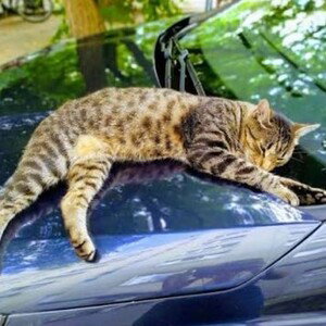 kot i fiat