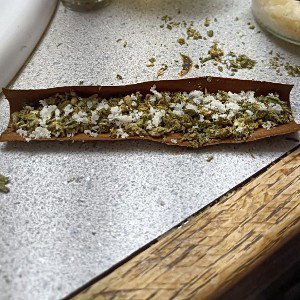 brain Stem