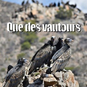 Que des vautours
