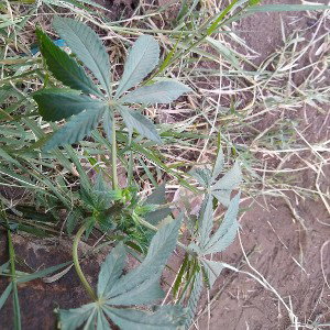 herbalist 