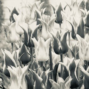 Intro/Blüten