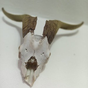 PROTOCOLO™ 