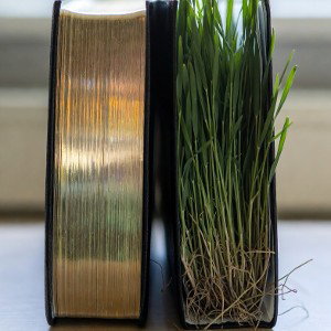 Two Bibles