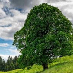 Fuckyoutree