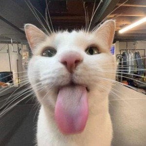 Meow song