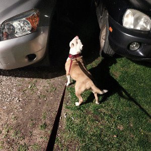 go dog