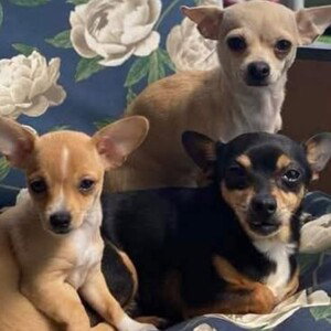 Le Rap du Chihuahua(les vrai vedette qui mon inspirer🫶🥰)