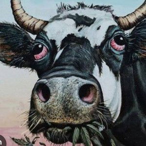 campo Lsd