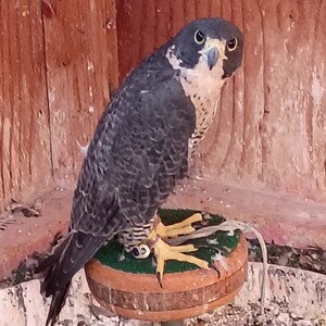 falcon 1