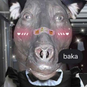 Somos gánsters no mamadas 