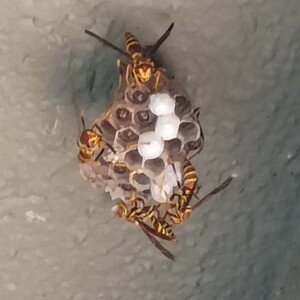 stingers 