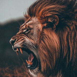 "A LION'S WELCOME pt2"